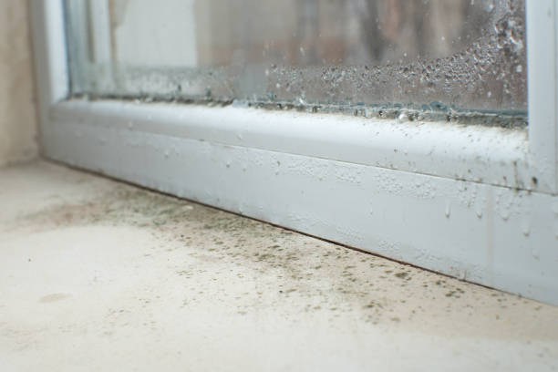 Why You Should Choose Our Mold Remediation Services in Hollidaysburg, PA